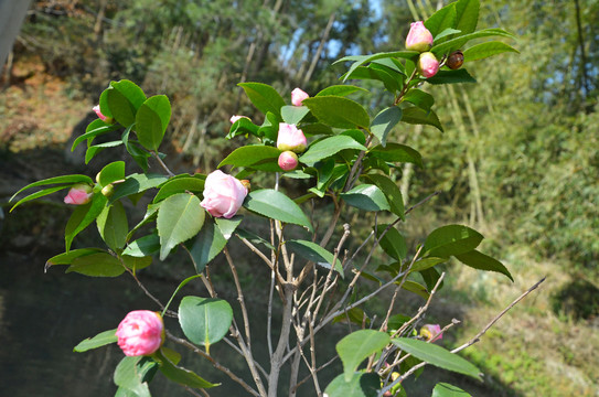 山茶花