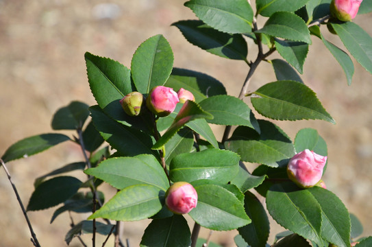 山茶花