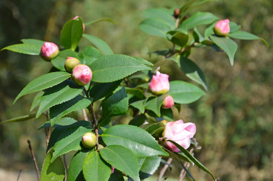 山茶花