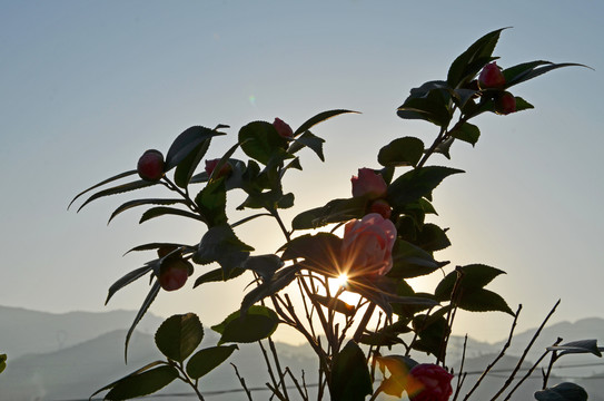 山茶花