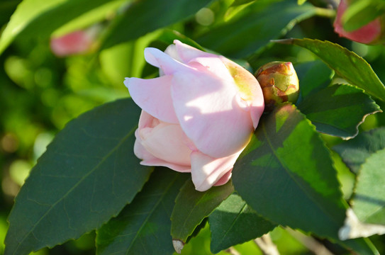 粉色山茶花