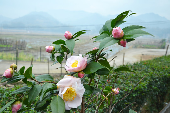 粉色山茶花