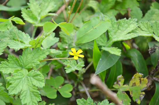 野草野花