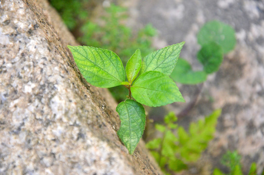 石缝野草