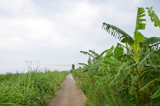 海鸥岛道路