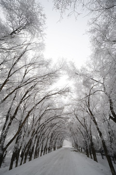 雪景