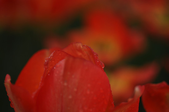 郁金香花心