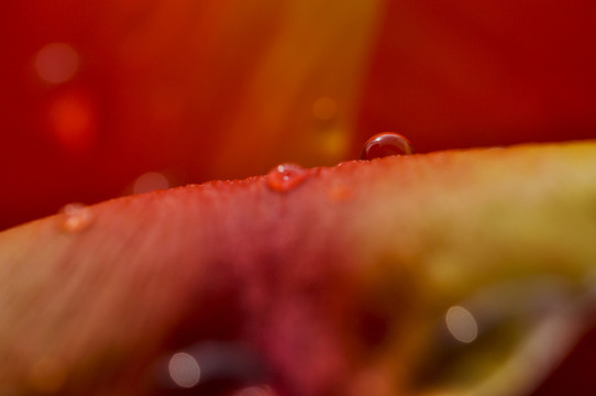 郁金香花心