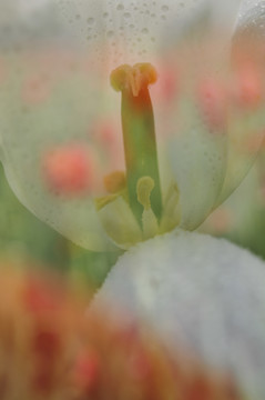 郁金香花心