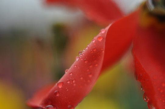 郁金香花心