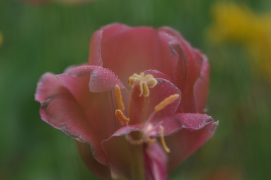 郁金香花心