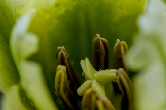 郁金香花瓣花心