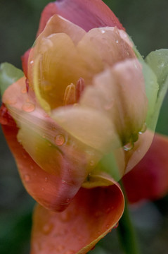 郁金香花瓣花心