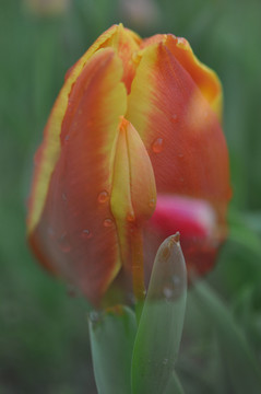 郁金香花瓣花心