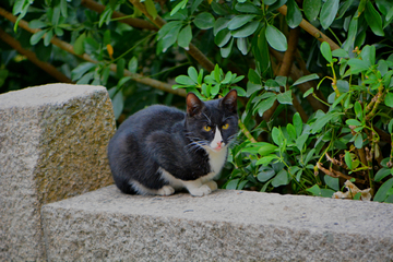 小黑猫