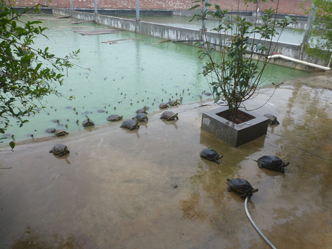 乌龟池塘