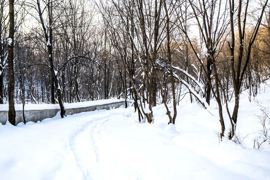 雪景树林