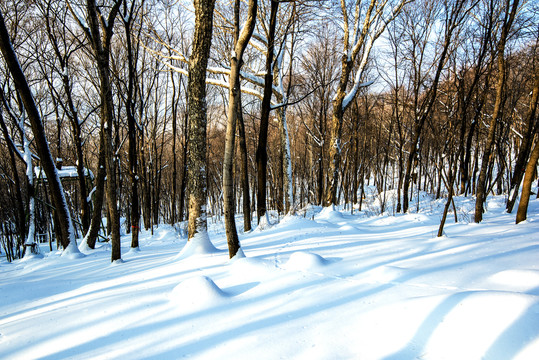 雪景树林