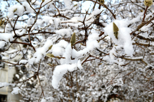 雪挂