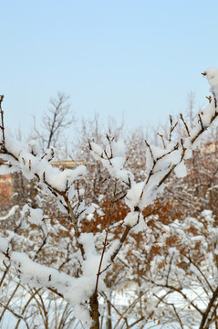 雪挂