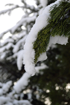 雪松