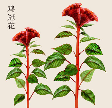 原創(chuàng)手繪雞冠花