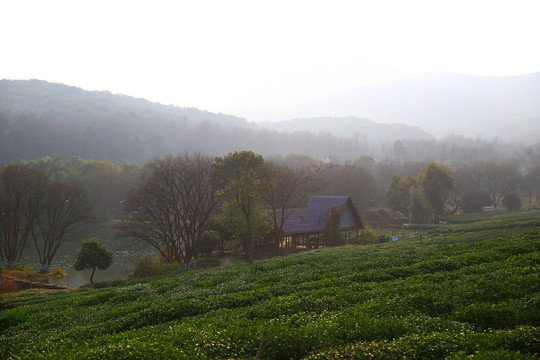 西湖龙井茶园