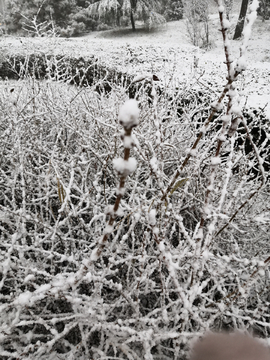 雪上枝头