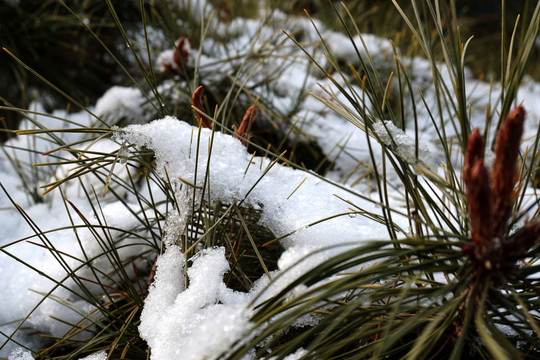 雪