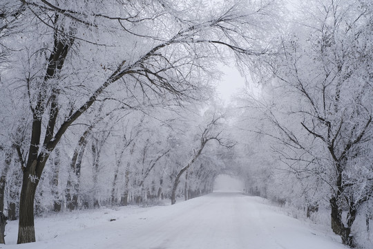 树林雪景