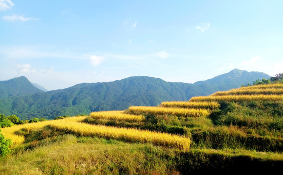 金色梯田