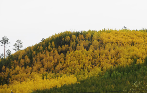 黑龙江大兴安岭漠河五花山