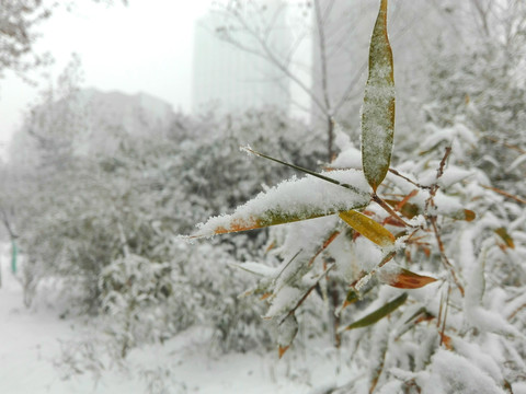 雪中竹叶