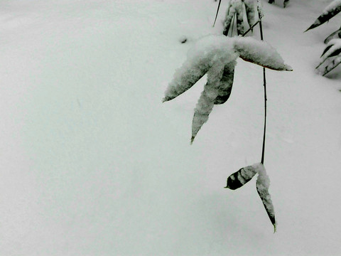 雪竹枝