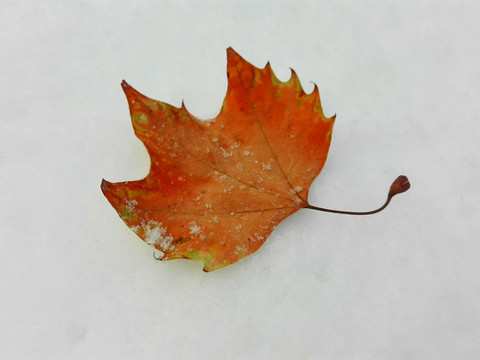 雪上落叶