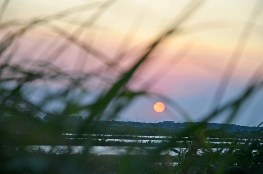 夕阳野草