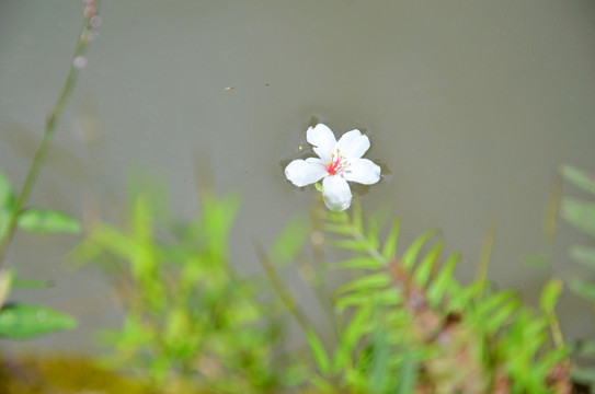 落花流水