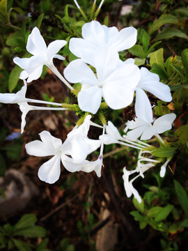 白雪花