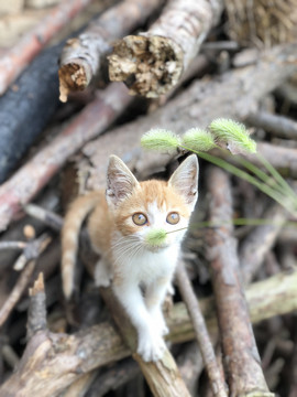 橘猫