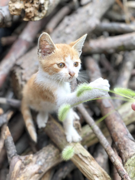 橘猫