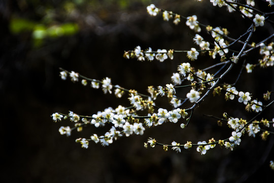 梅花