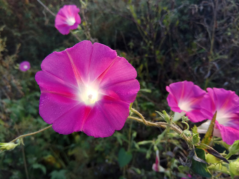 早晨粉色牵牛花