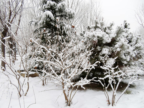 雪后景色