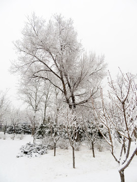 雪景