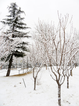 冬天雪景