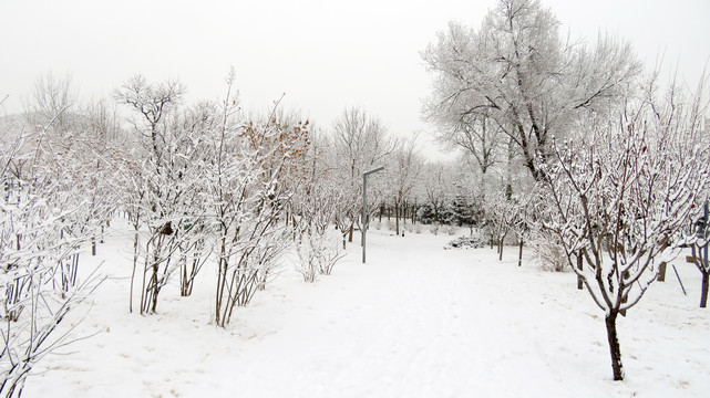 雪景风光