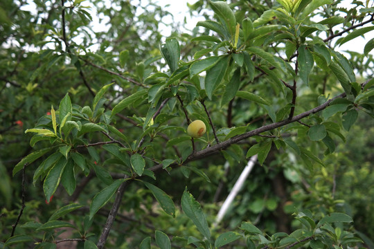 李树