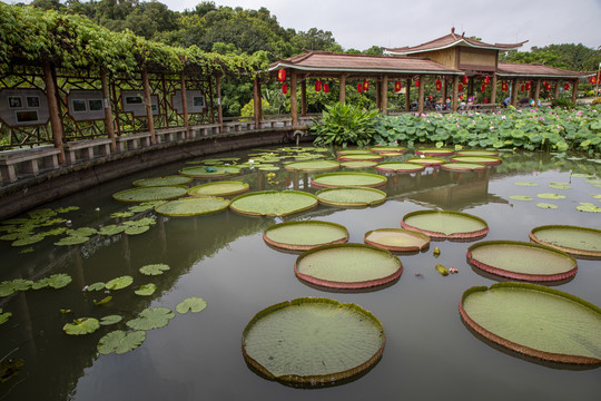 广州莲花山莲花节