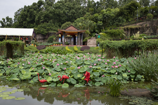 荷花美景