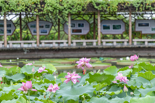 番禺莲花山荷塘美景